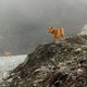 Photo of a Highland wild dog taken in 2020.